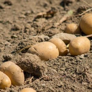 Patates